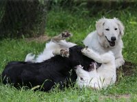 Puppys van Bliss040622-0072